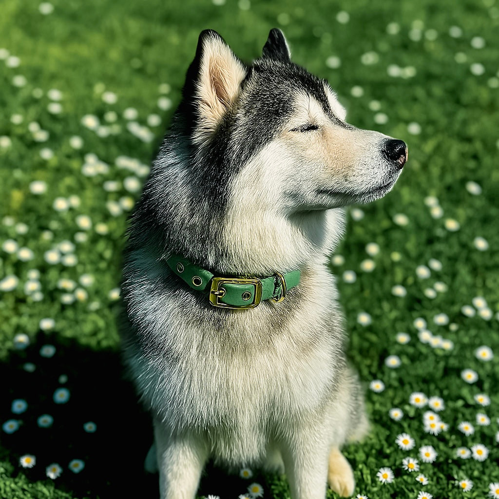 Classic Biothane Necklace - White