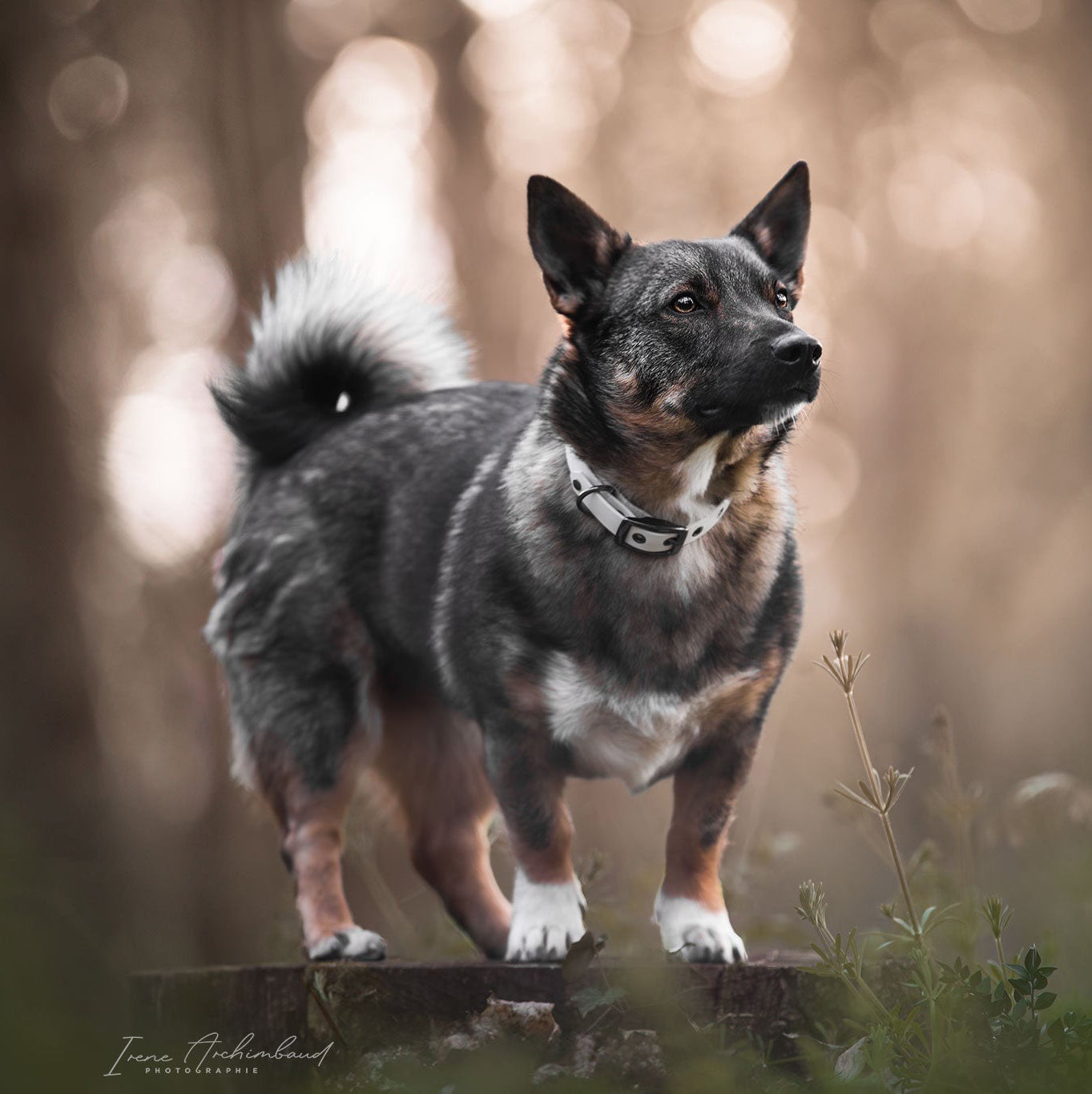 collier blanc biothane