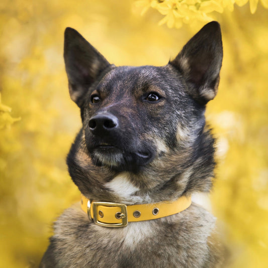 Collier classique en biothane - Tournesol