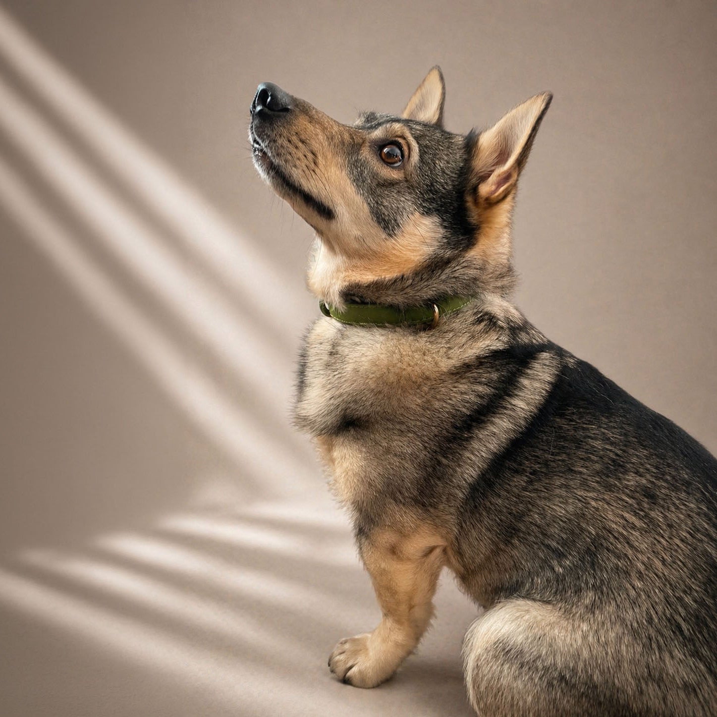 Collier classique | Olive - GRIS LOUP