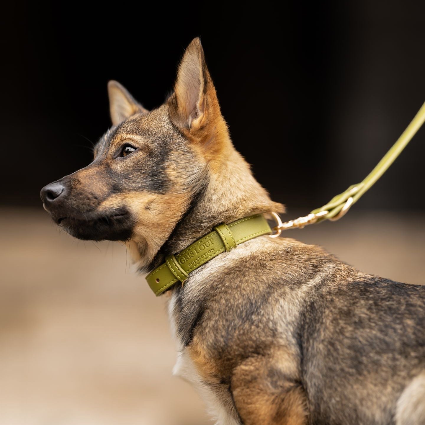Collier classique | Olive - GRIS LOUP