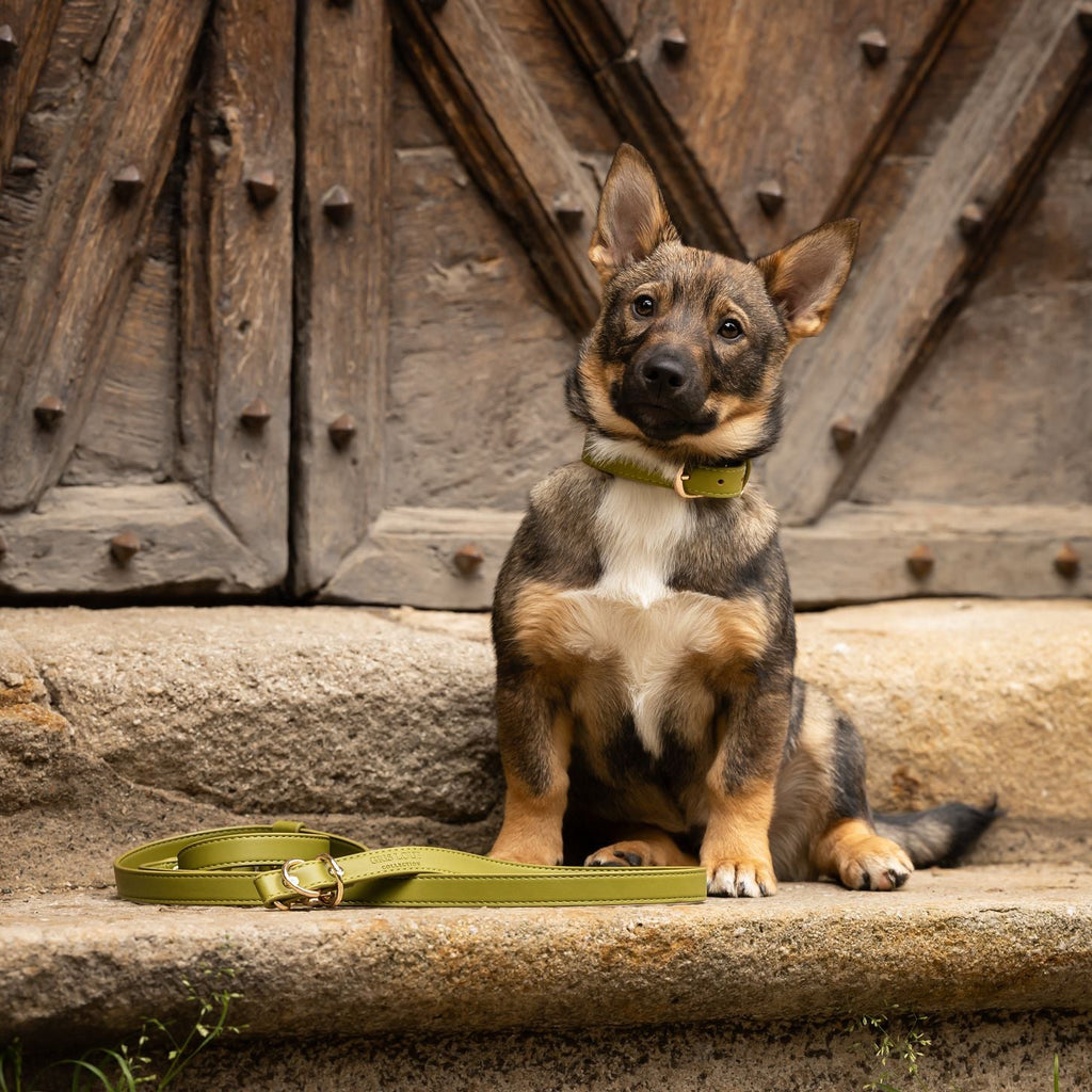 Laisse multi-positions | Olive - GRIS LOUP