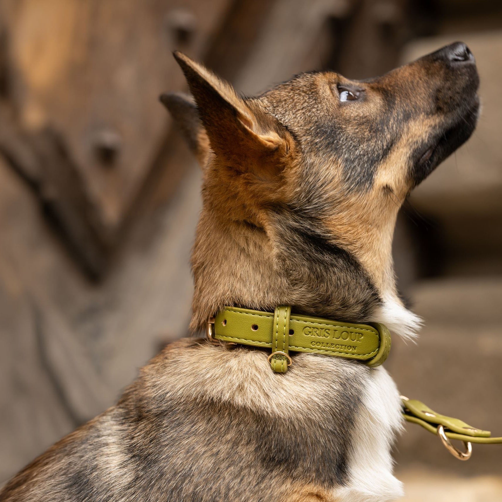 Collier classique | Olive - GRIS LOUP
