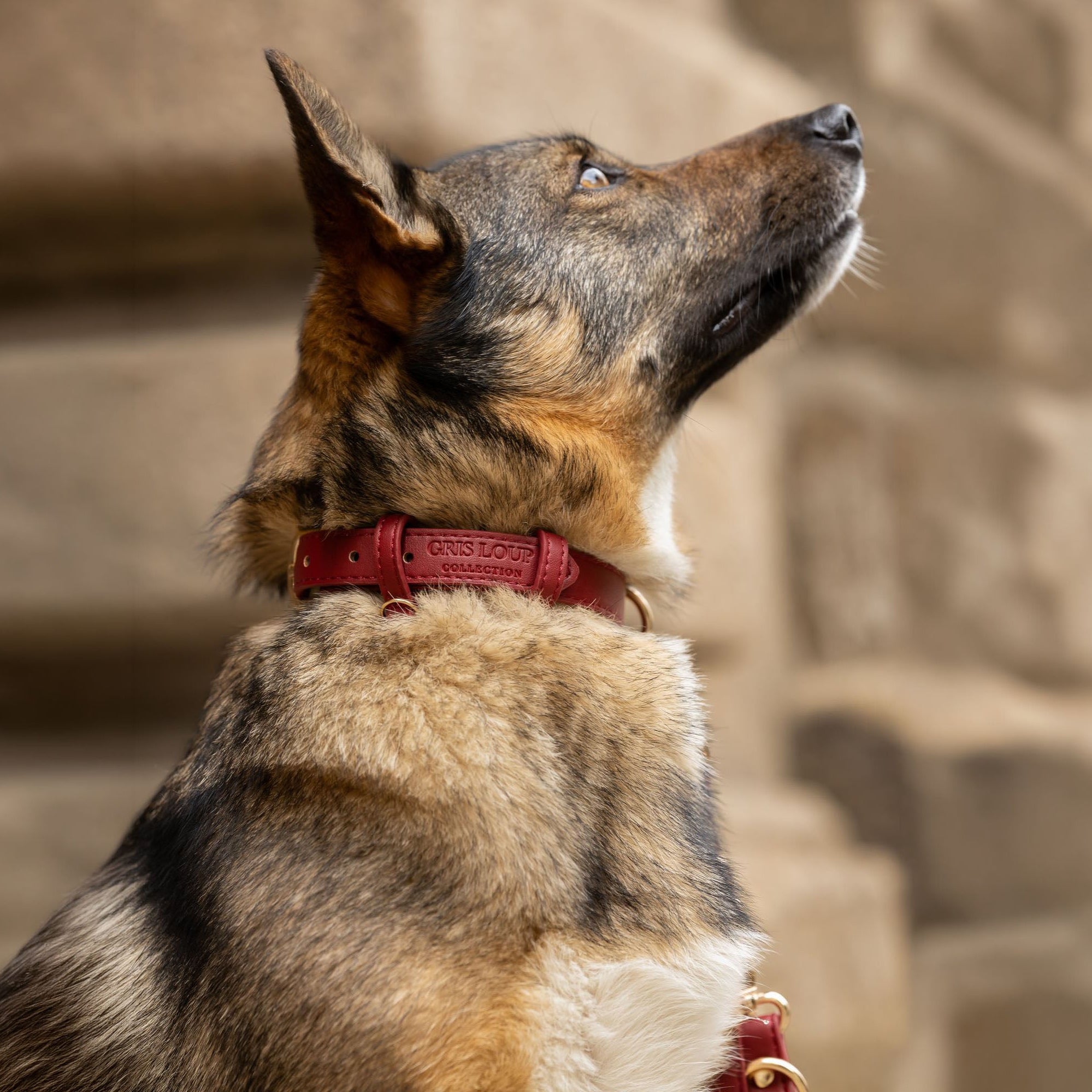 Collier classique | Merlot - GRIS LOUP