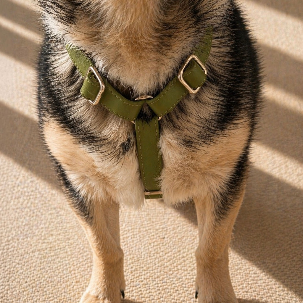 Harnais en Y | Olive - GRIS LOUP