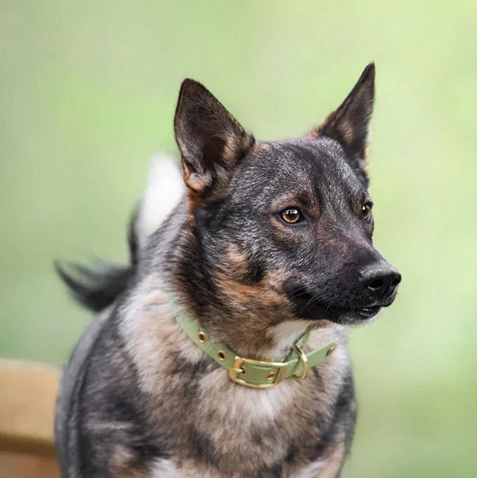 Collier classique en biothane - Guacamole - GRIS LOUP
