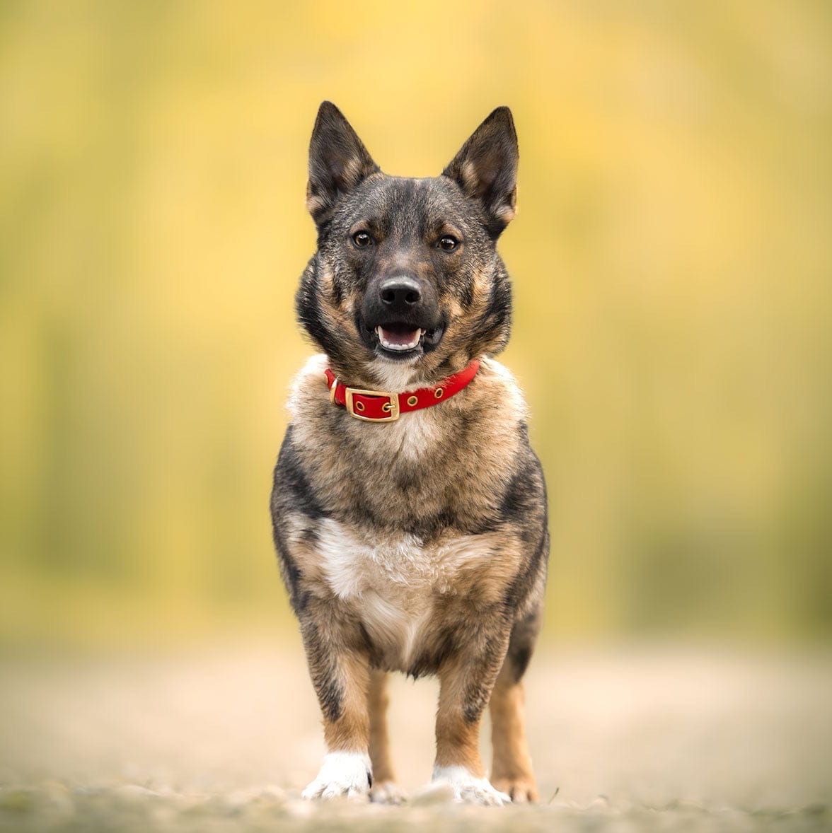 Collier classique en biothane - Rouge Passion - GRIS LOUP