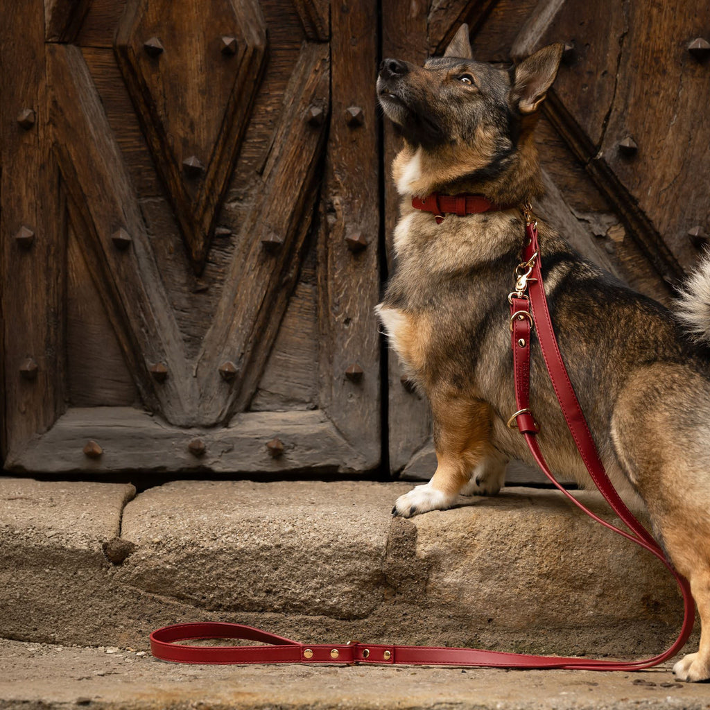 Laisse multi-positions | Merlot - GRIS LOUP