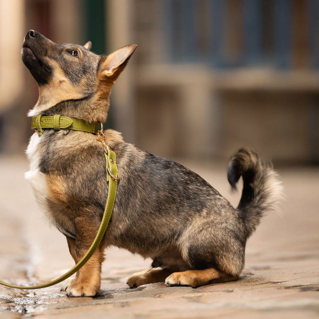 Laisse multi-positions | Olive - GRIS LOUP