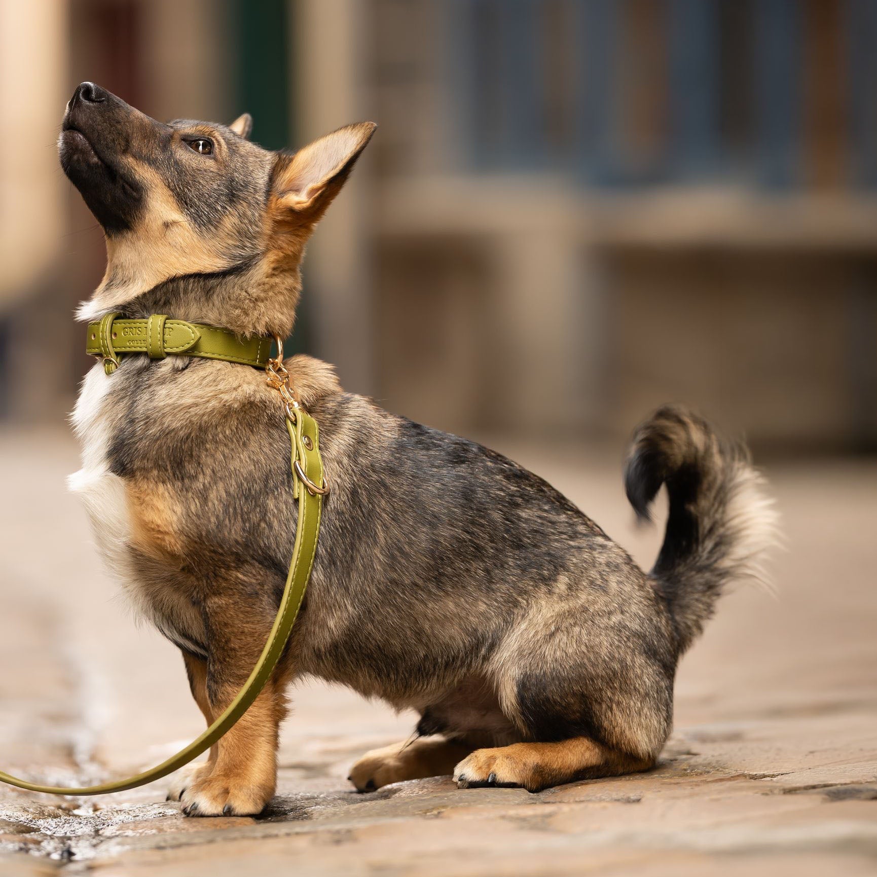 Laisse multi-positions | Olive - GRIS LOUP