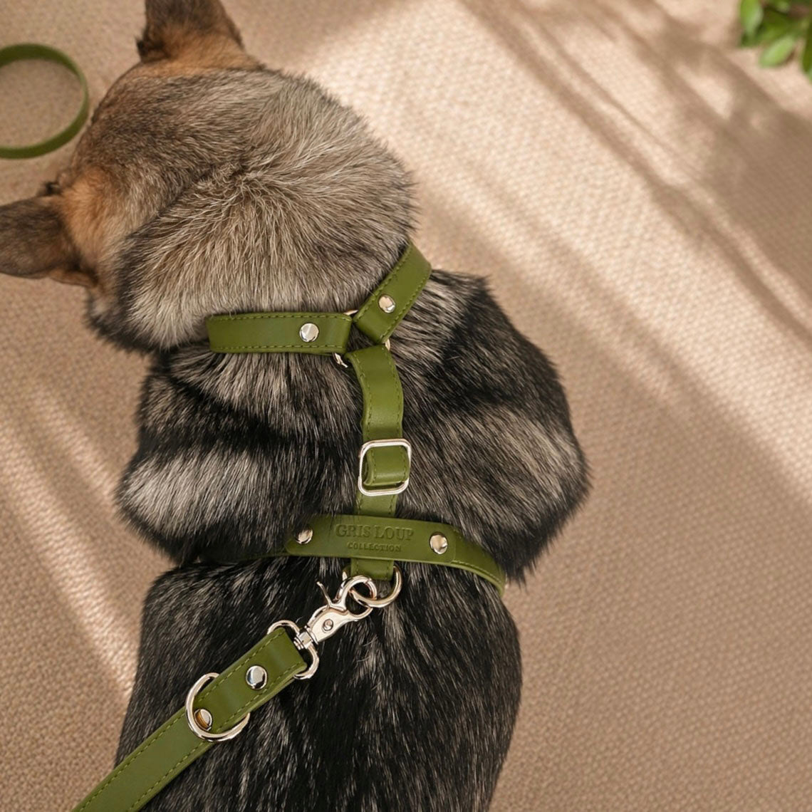 Harnais en Y | Olive - GRIS LOUP