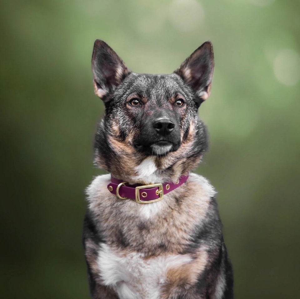 Collier classique en biothane - Merlot - GRIS LOUP