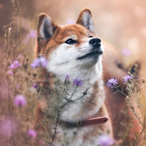 Collier classique en biothane - Rose Romantique - GRIS LOUP