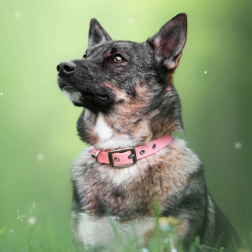 Collier classique en biothane - Rose Romantique - GRIS LOUP