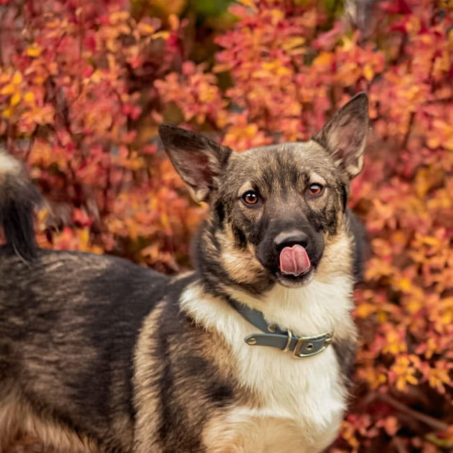collier bleu biothane