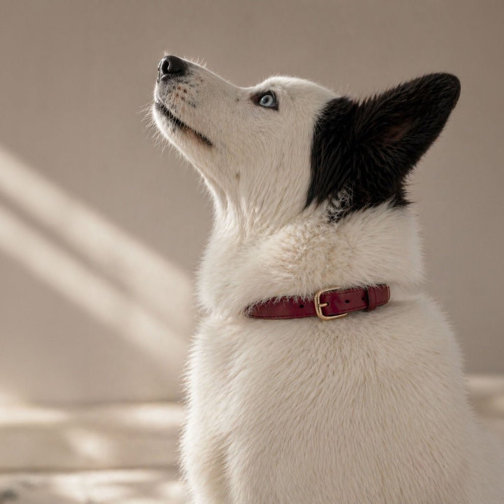 Collier classique | Merlot - GRIS LOUP