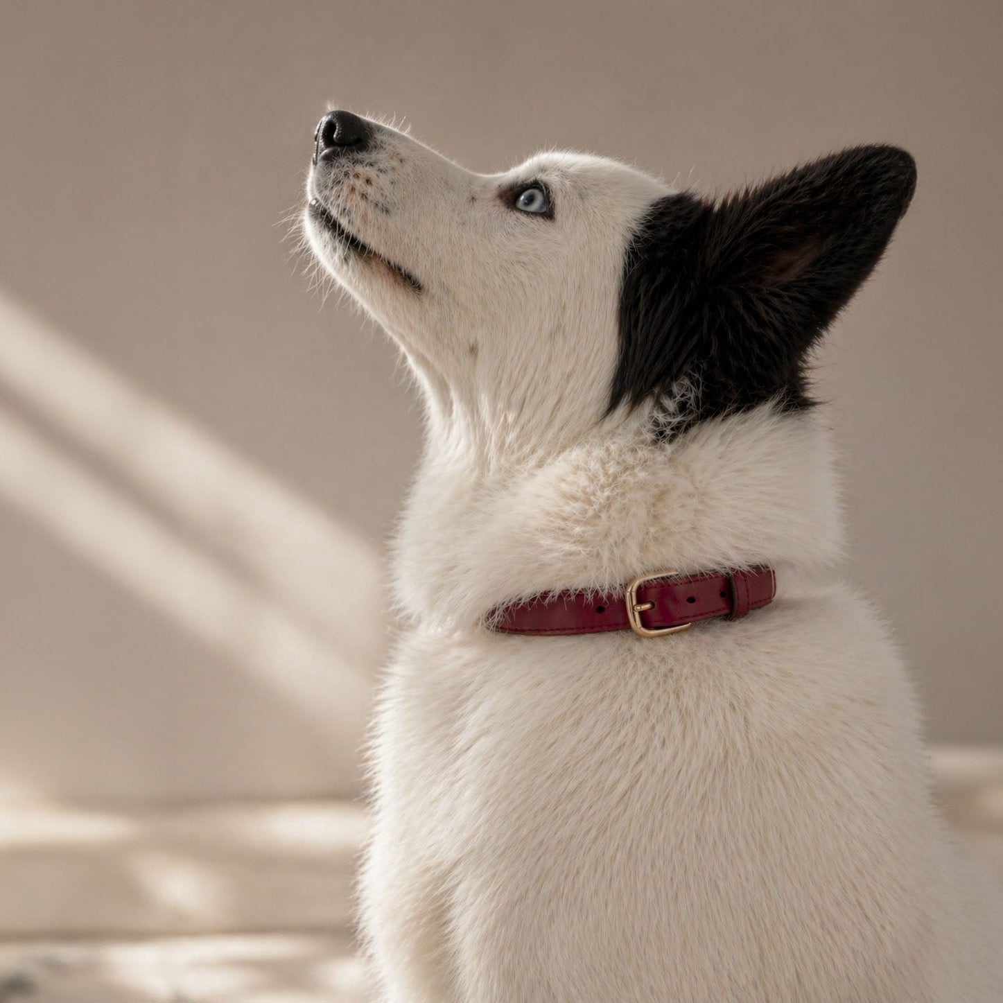 Collier classique | Merlot - GRIS LOUP