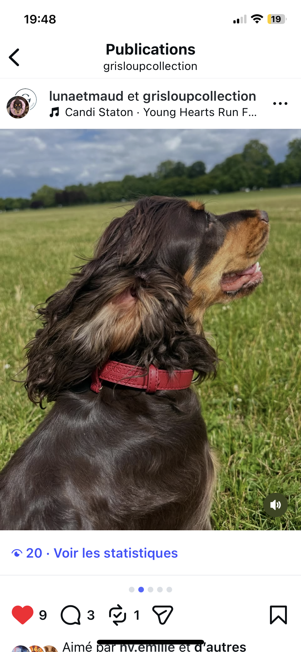 Chien accompagné dans un cadre de protection animale